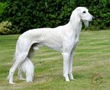 Saluki